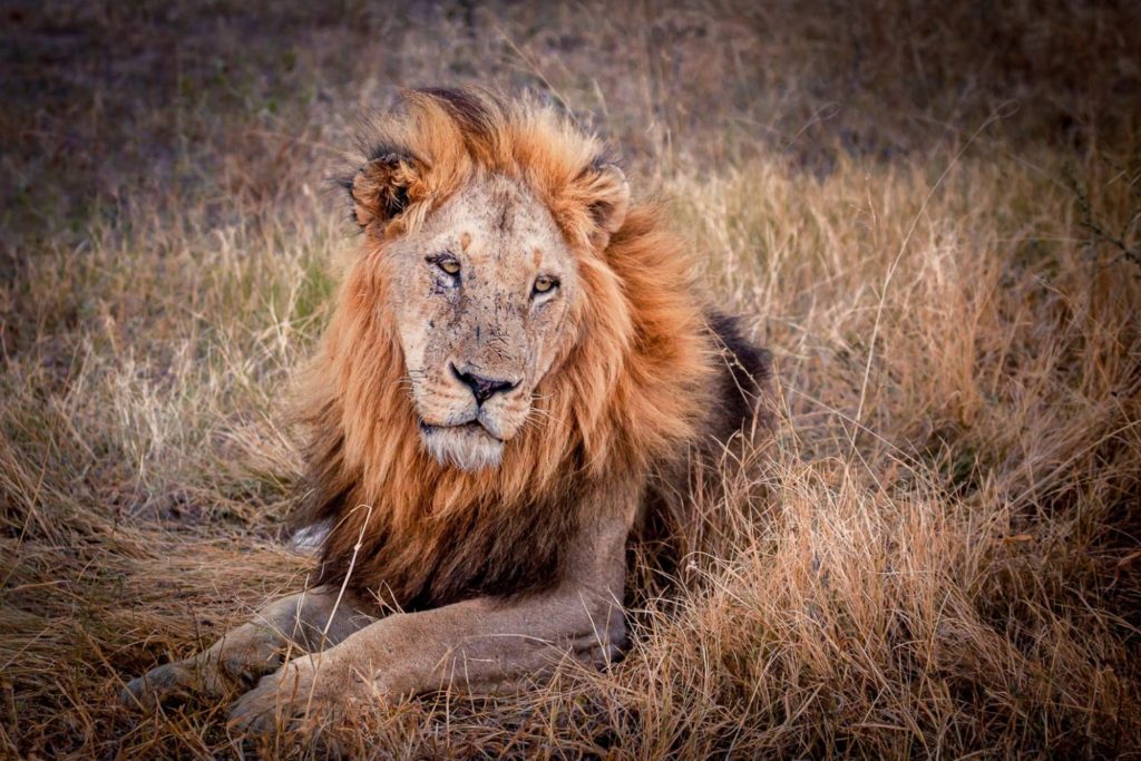 african-lion-and-wild-tiger-safari