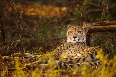 cheetah African safari