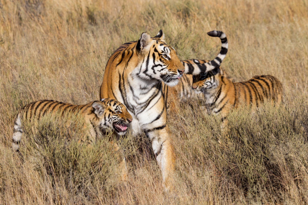 tiger and cubs safari