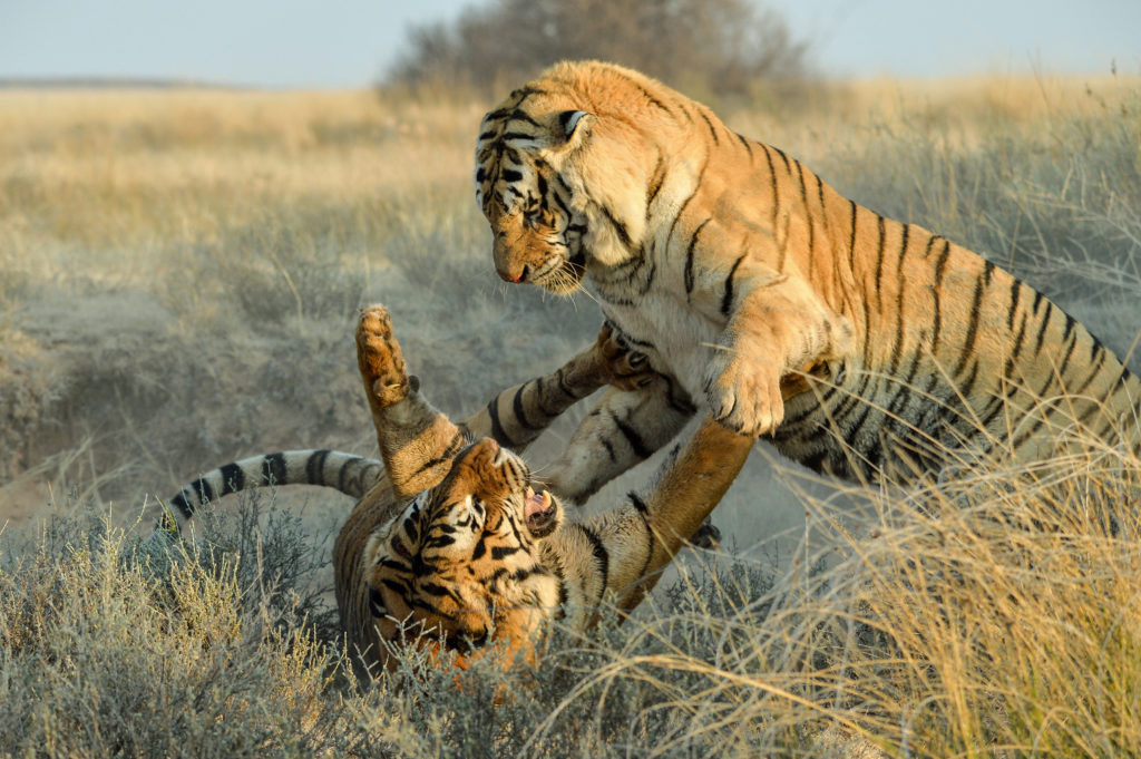 tiger safari