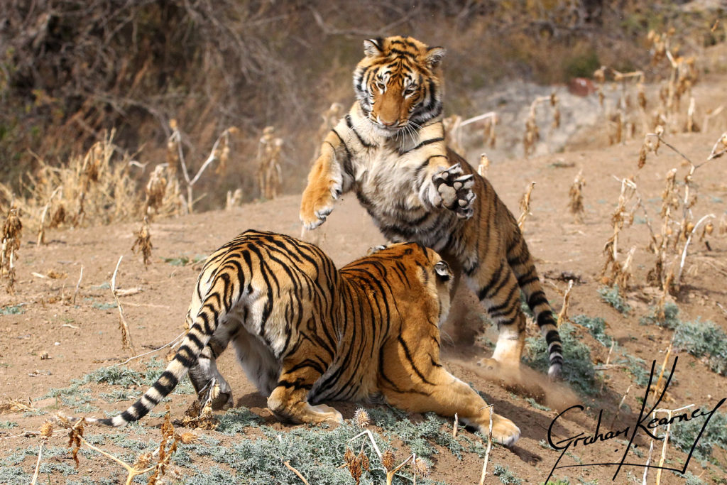 tiger safari