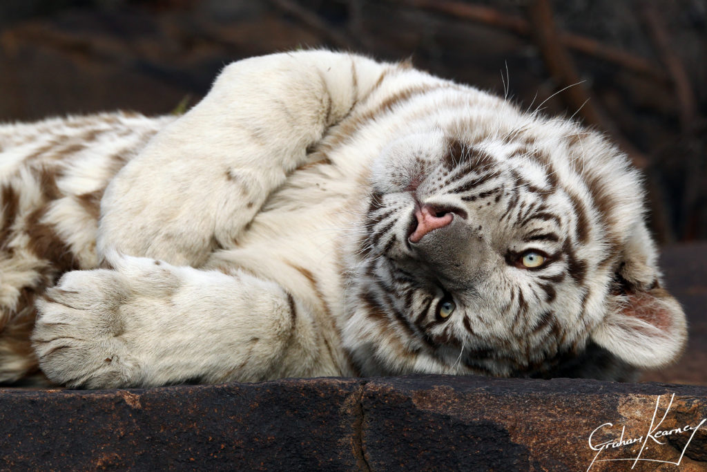 wild white tiger safari