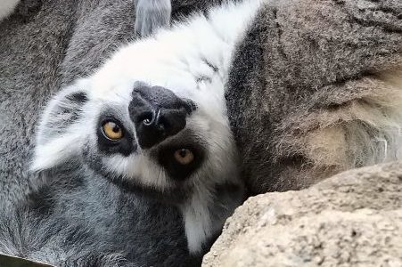 wildlife lemur