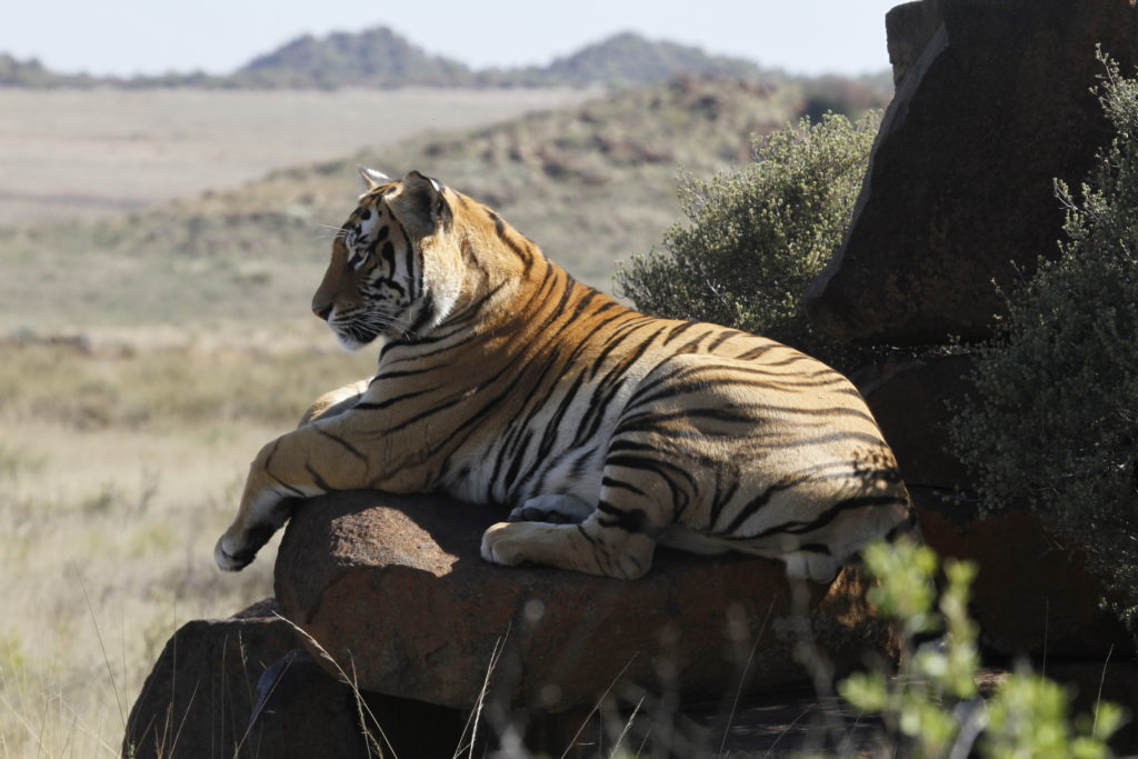 tiger safari