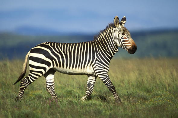 zebra