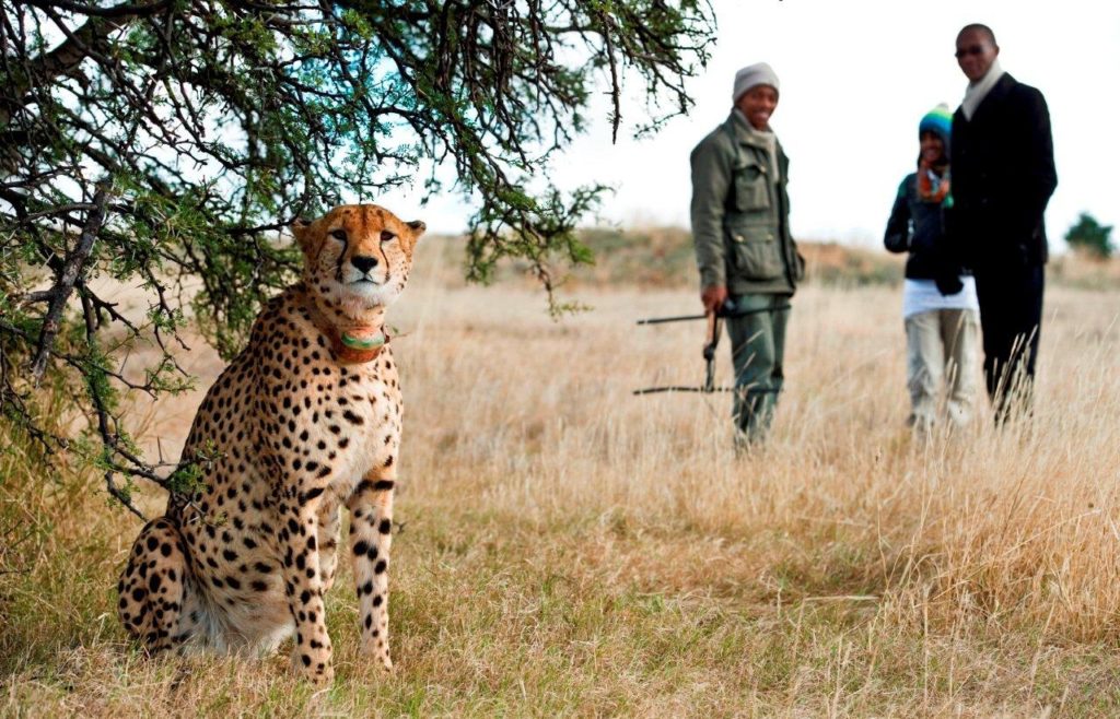 cheetah safari on foot