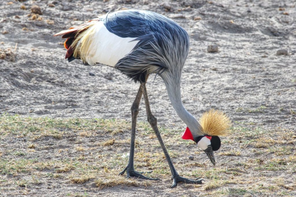 crane African bird