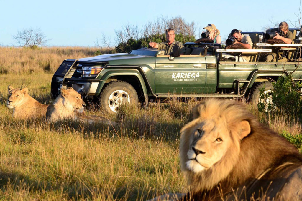 lion safari