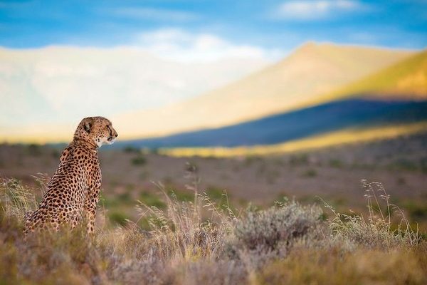 cheetah safari