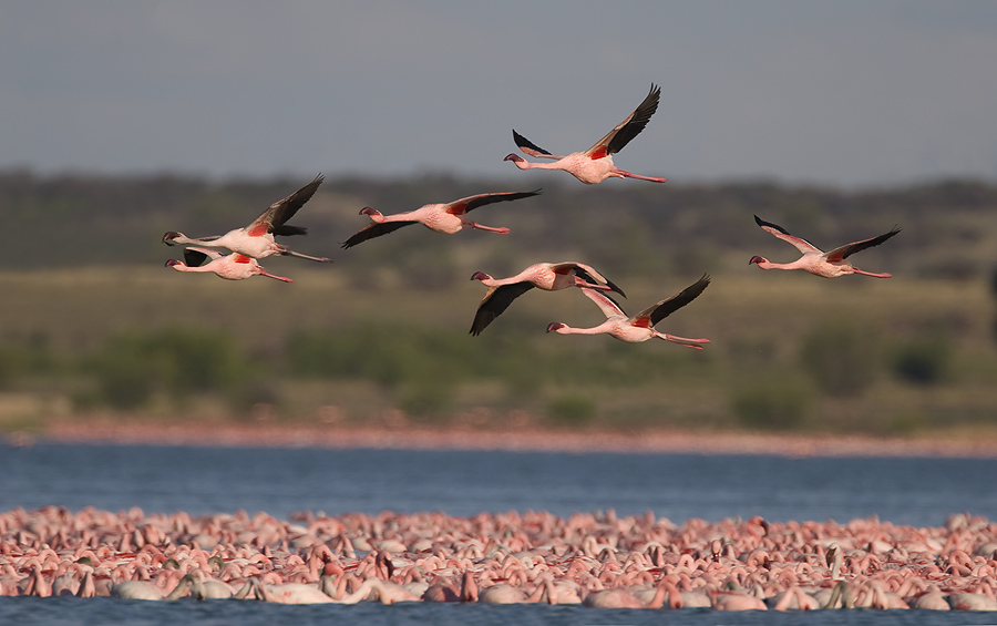 flamingos kamfers dam