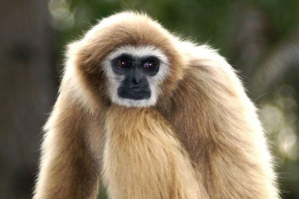 gibbons monkey