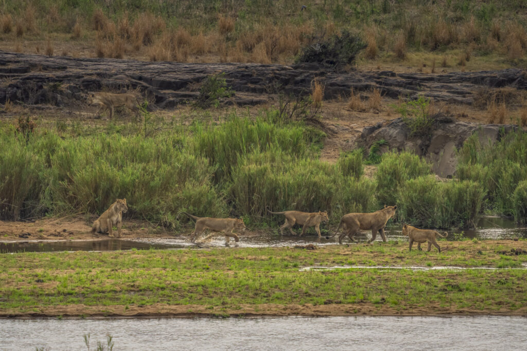 lion pride, wildlife,