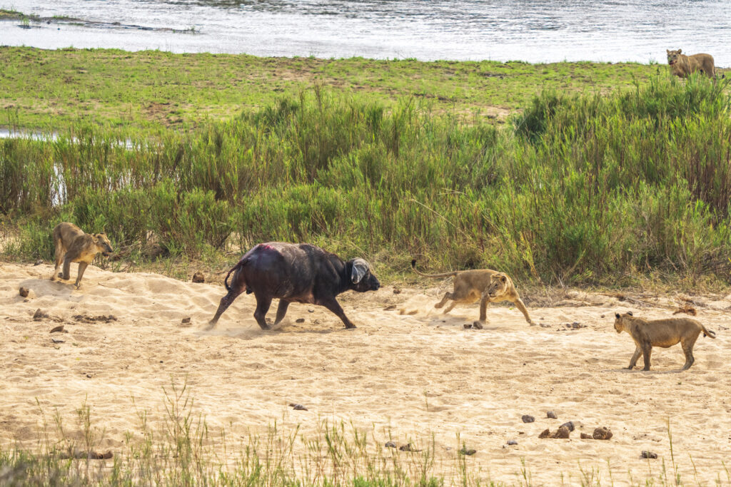 Buffalo vs. Lion pride; lion hunt