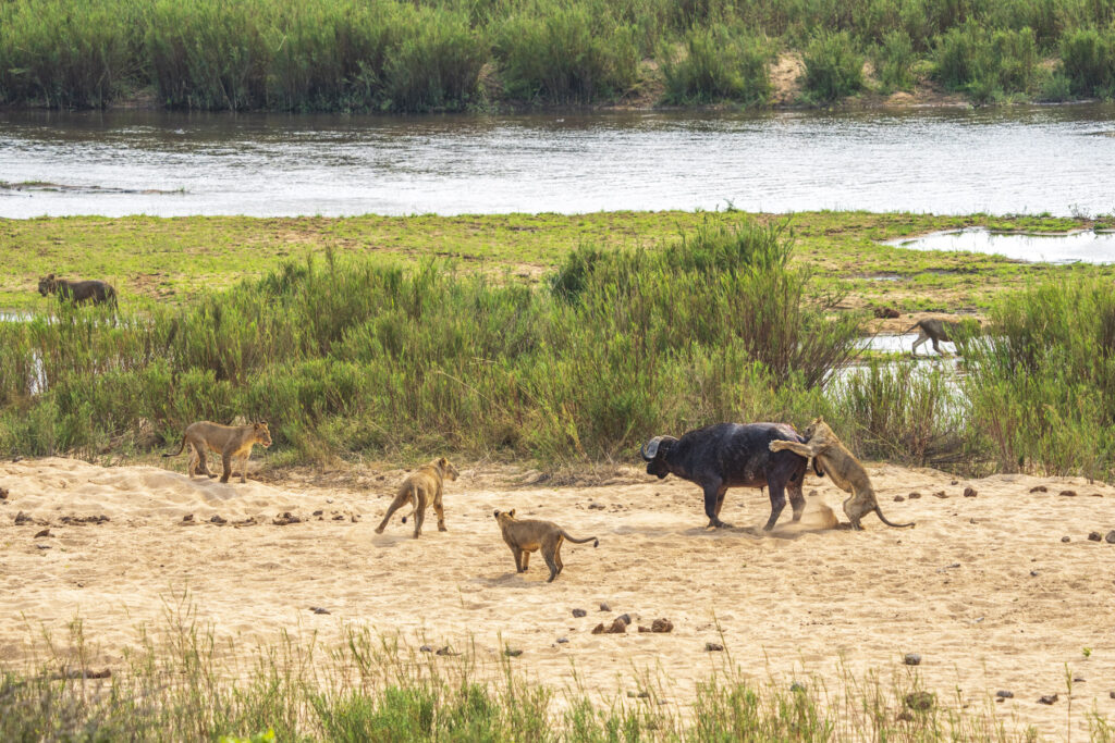 Buffalo vs. Lion pride; lion hunt