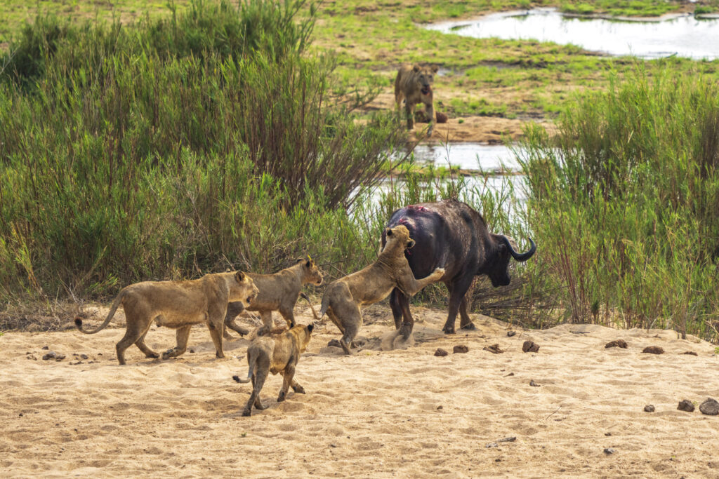 Buffalo vs. Lion pride; lion hunt